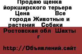 Продаю щенка йоркширского терьера  › Цена ­ 20 000 - Все города Животные и растения » Собаки   . Ростовская обл.,Шахты г.